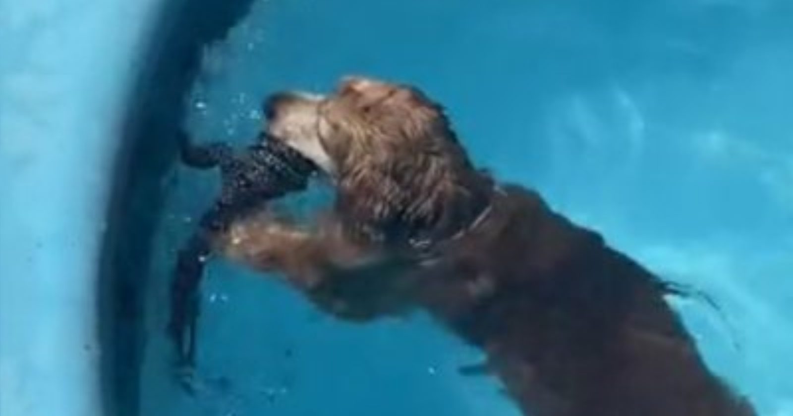 Lagarto cai em piscina, é salvo por cachorro e ‘agradece’ de forma inesperada