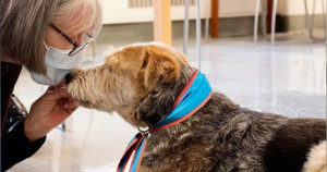 Organização treina para cães terapeutas atuarem em hospitais, escolas e até mesmo desastres ambientais