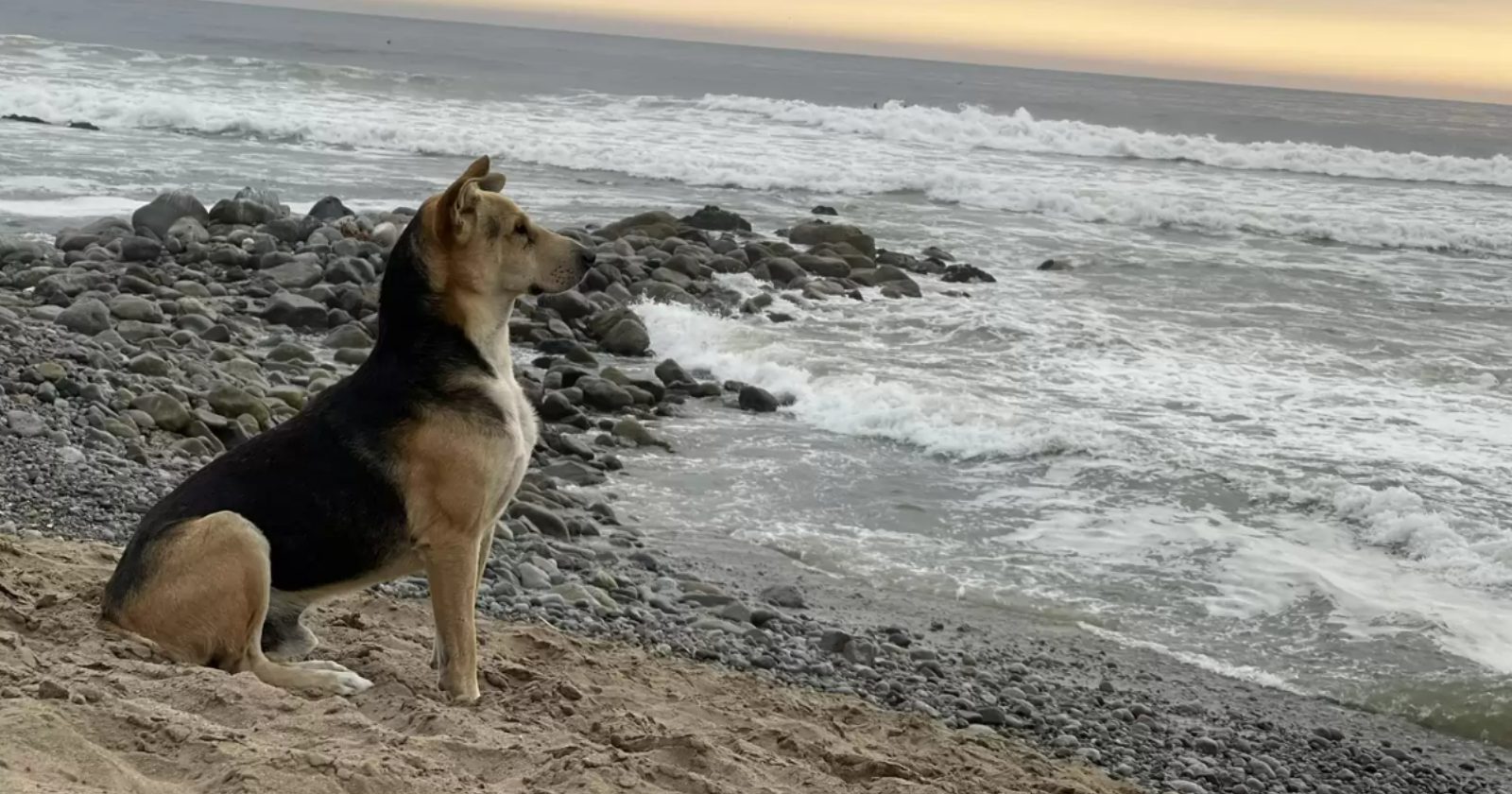 Esse cachorro emociona o mundo ao esperar dono na praia em que ele faleceu no mar