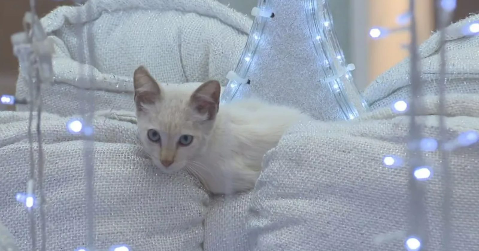 Gatinho sobe em árvore de Natal de shopping do DF e tira um cochilo em cima da decoração