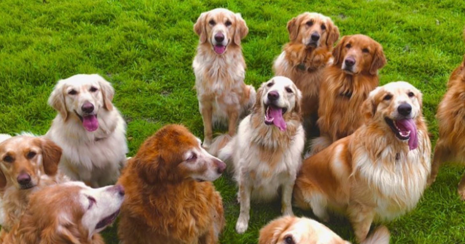 Com 13 golden retrievers em sua casa, rapaz mostra rotina fofa nas redes sociais e faz sucesso