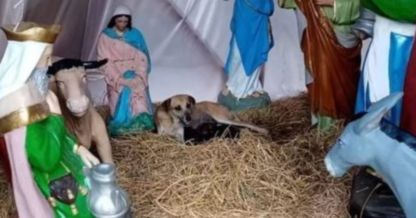 Cachorrinha dá a luz em presépio de uma cidade no México e chama a atenção dos moradores