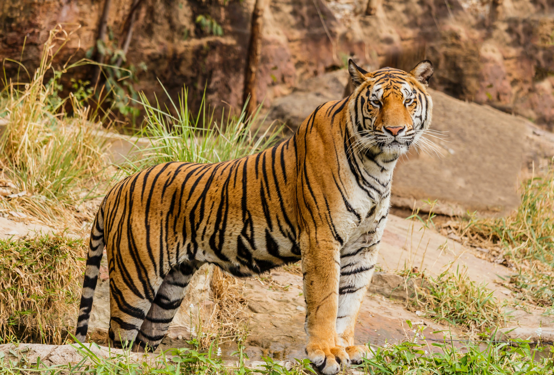 Teste de QI: Encontre os TIGRES rapidamente e fique entre os mais inteligentes