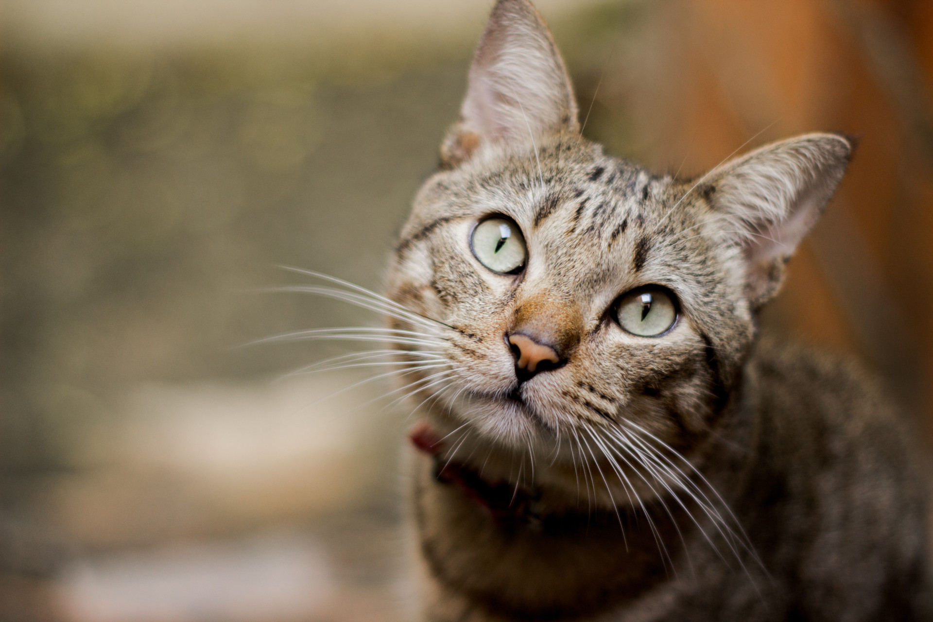 Teste de QI: Encontre o GATINHO rápido e seja melhor que 87% da população