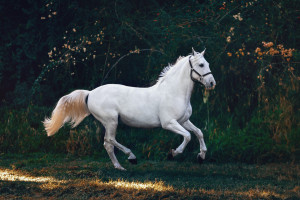 Você consegue? Existe um CAVALO na imagem que só os gênios conseguem achar