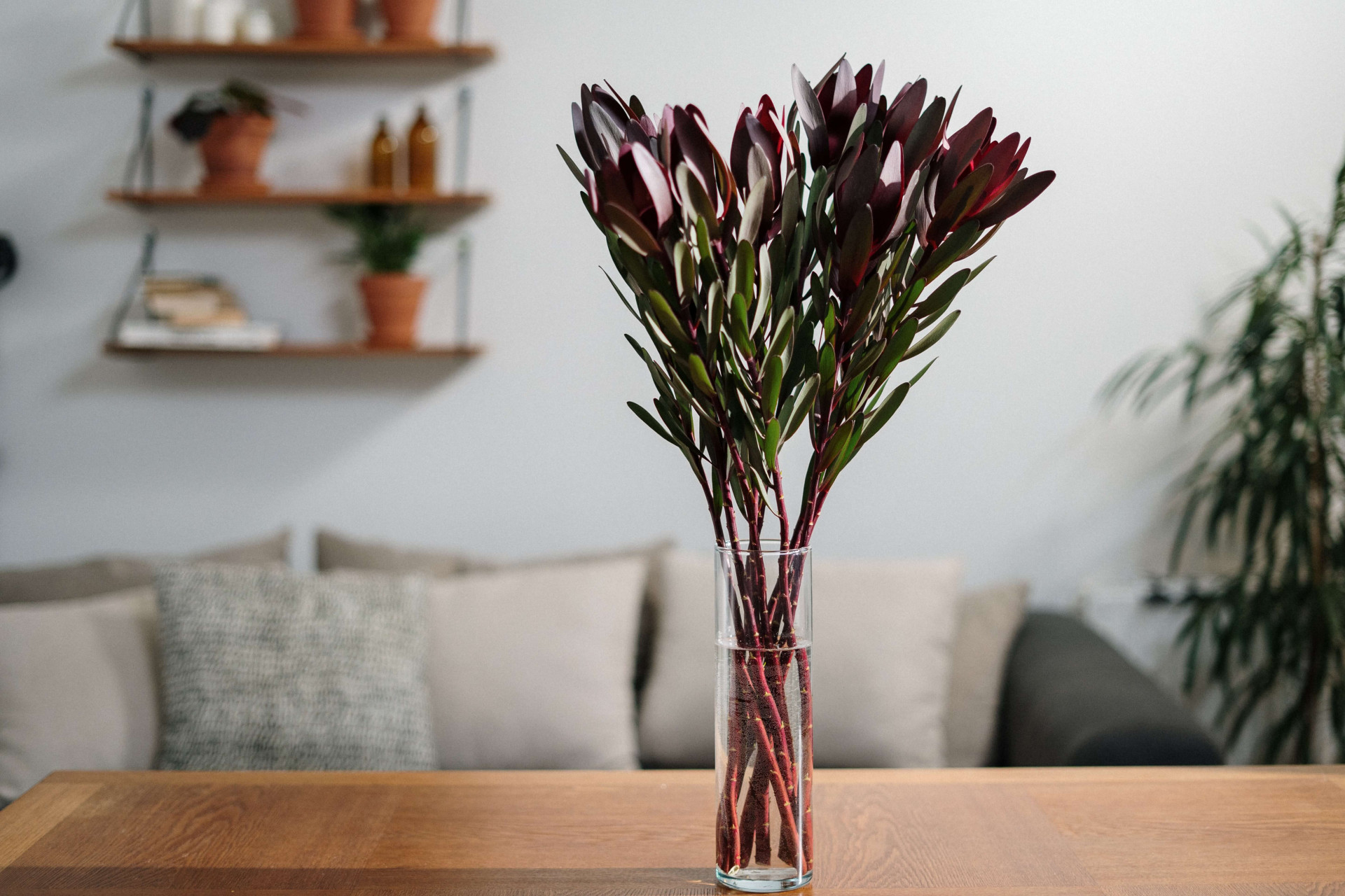 Tipos de plantas para sala