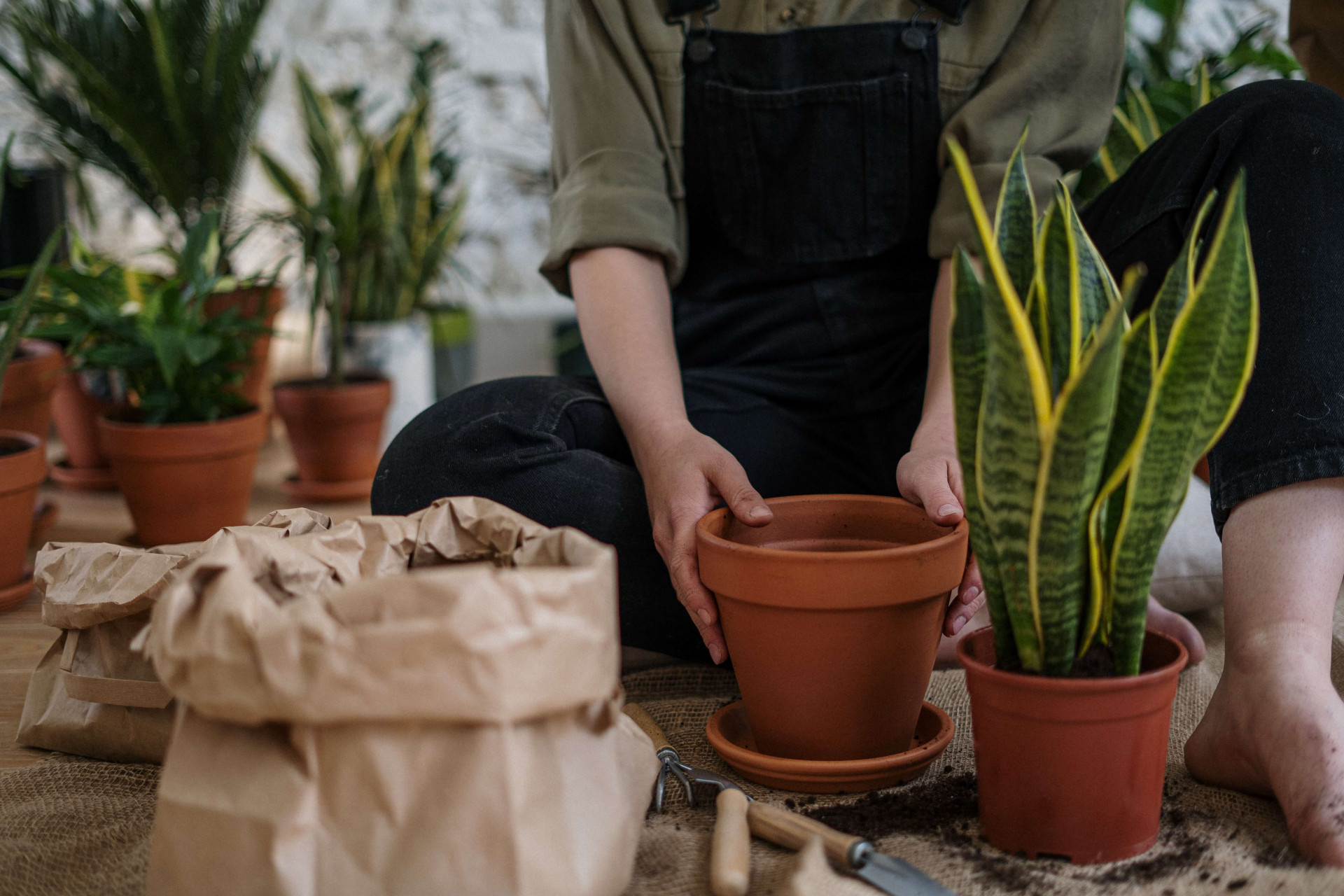 Tipos de plantas para sala