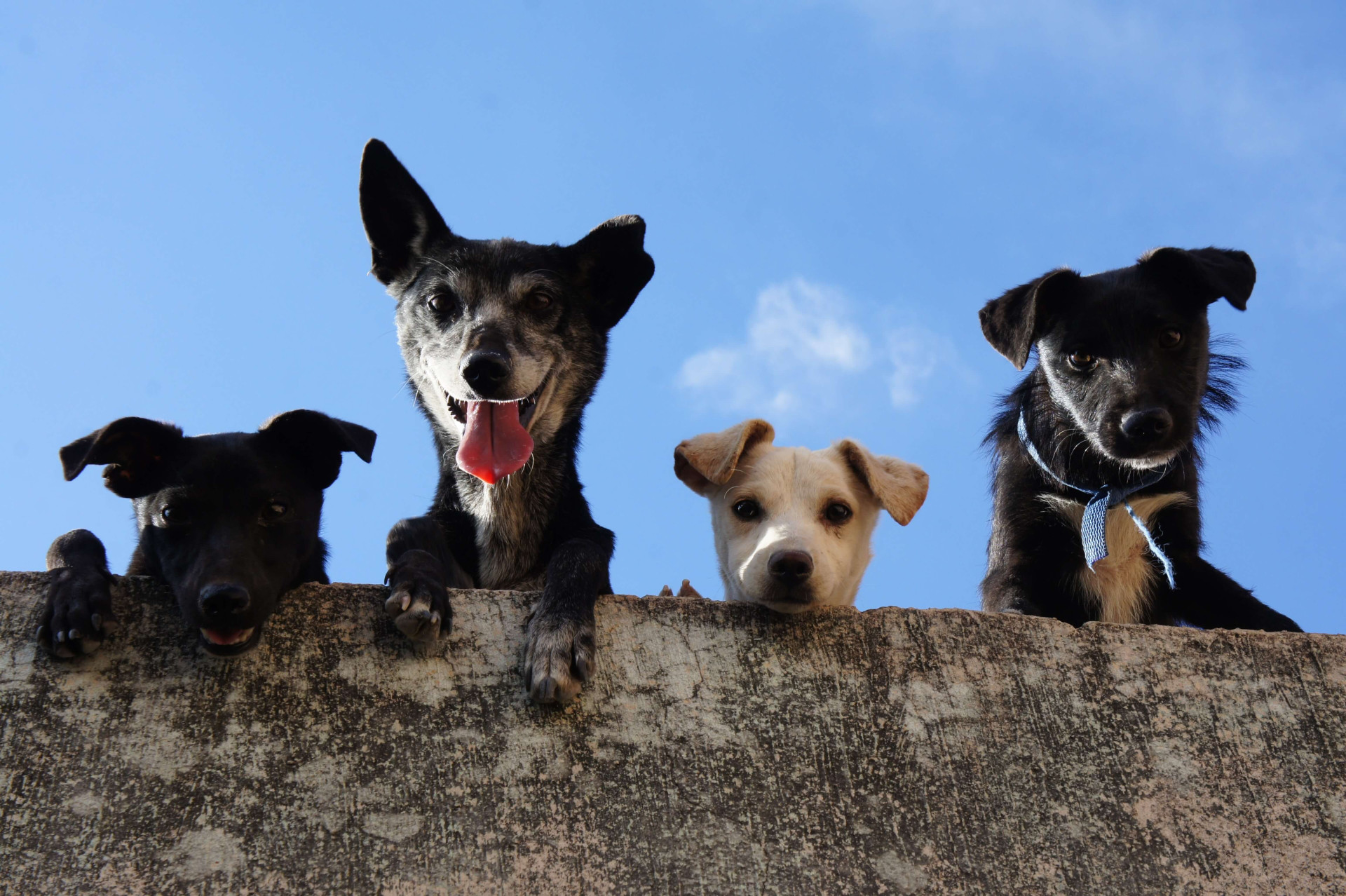 cuidados com pets na virada do ano