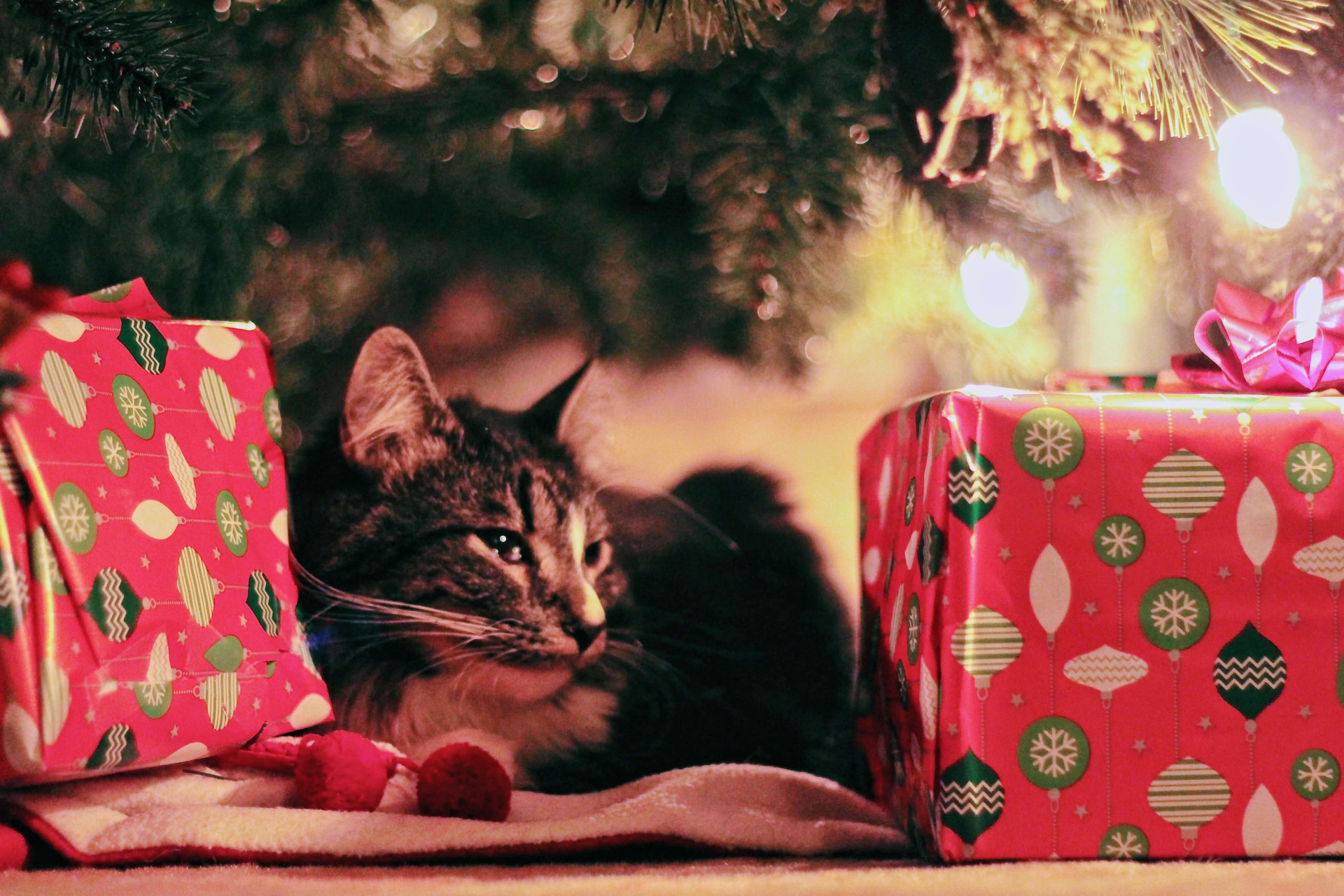 truques para manter os pets longe da árvore de Natal