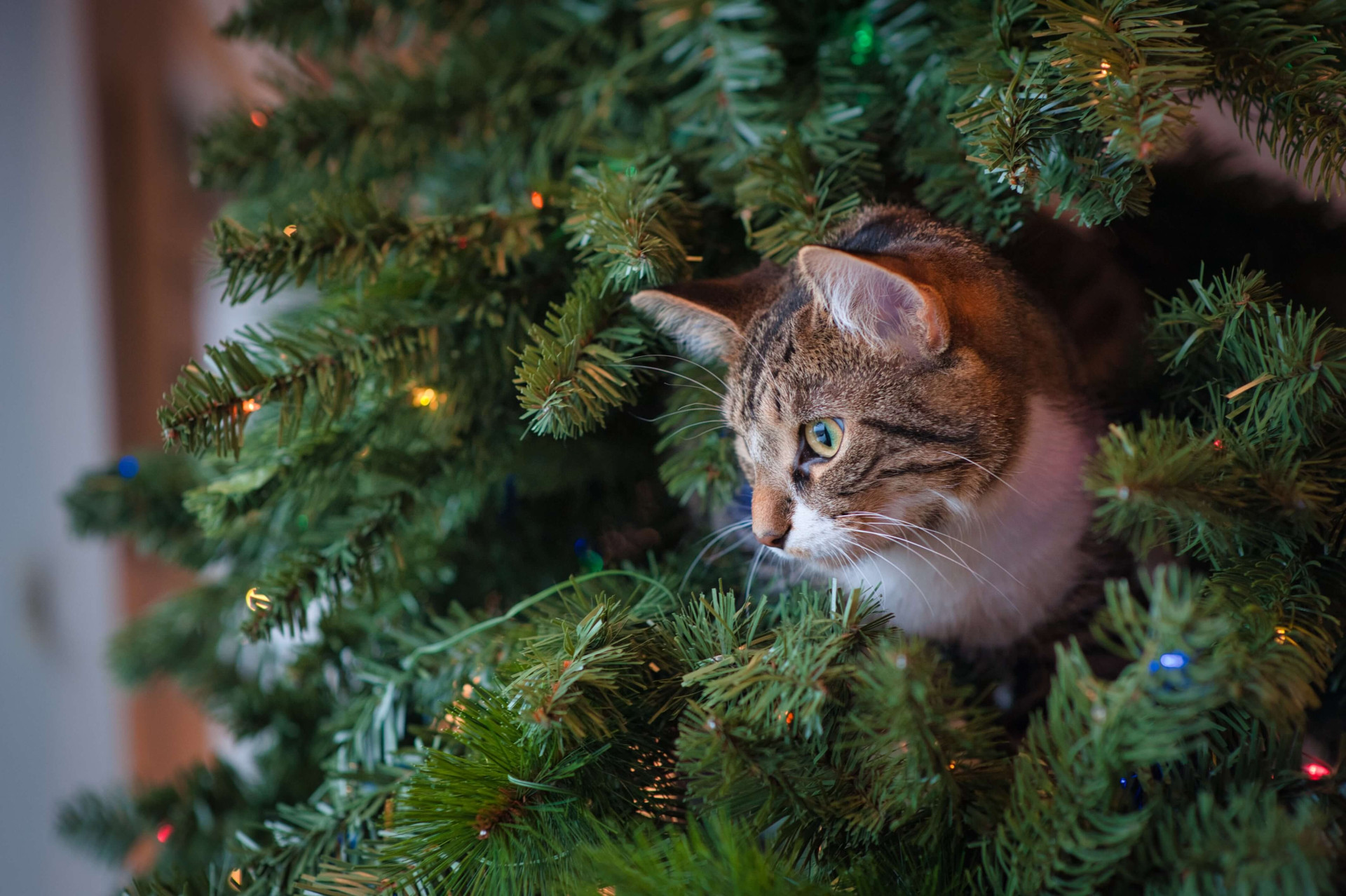 dicas para acalmar animais em casa no Natal