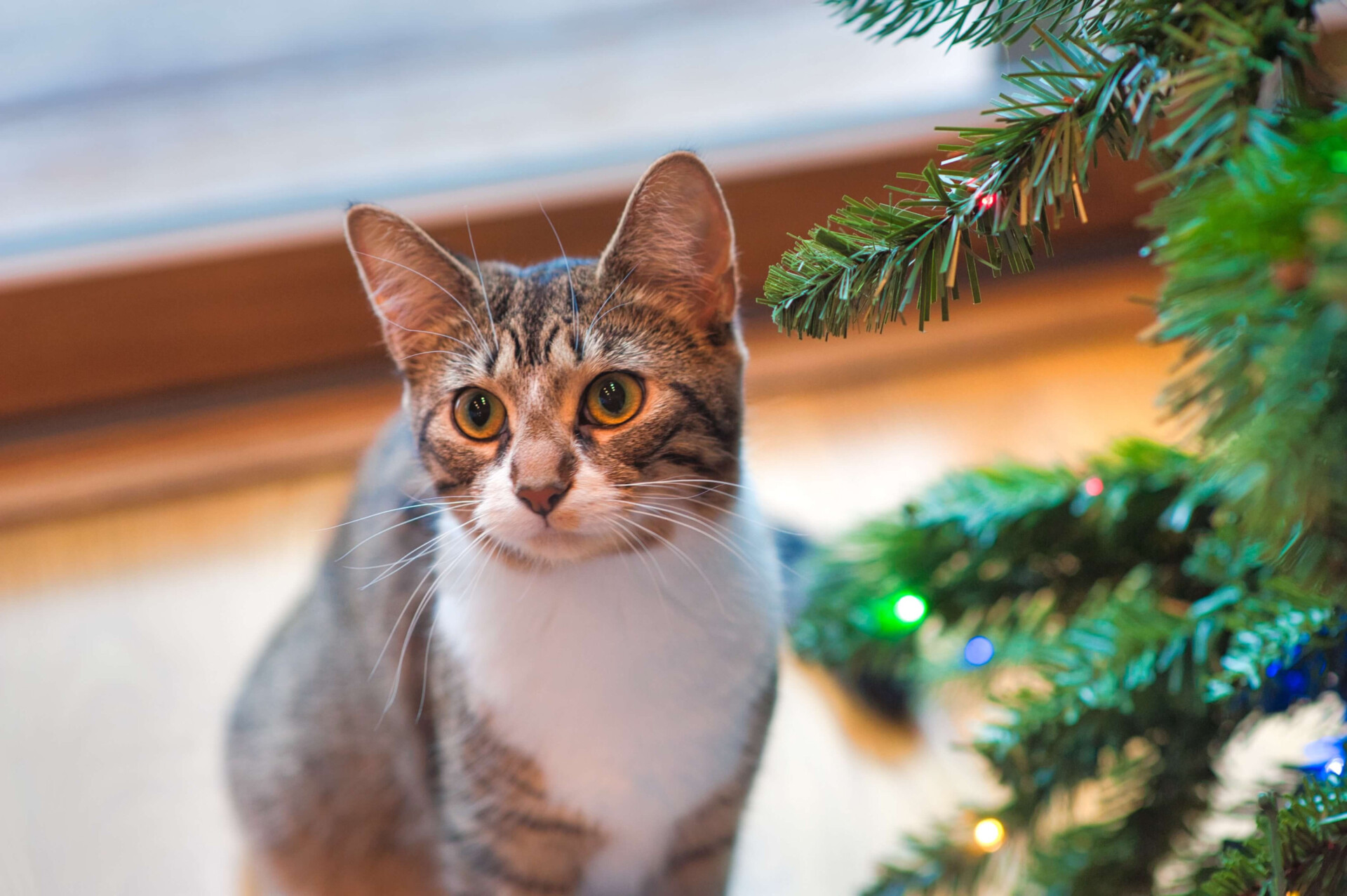 truques para manter os pets longe da árvore de Natal