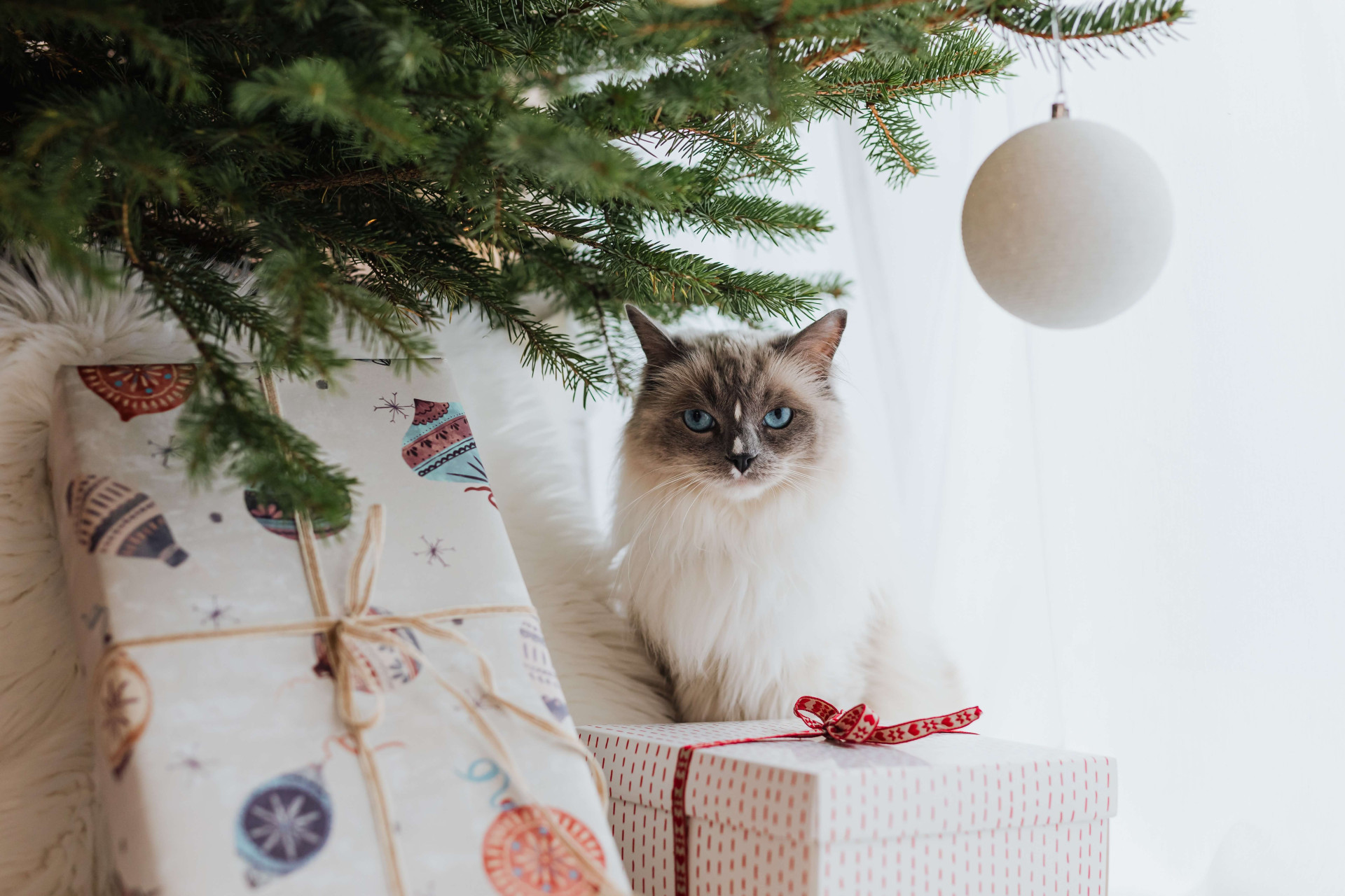 dicas para acalmar animais em casa no Natal