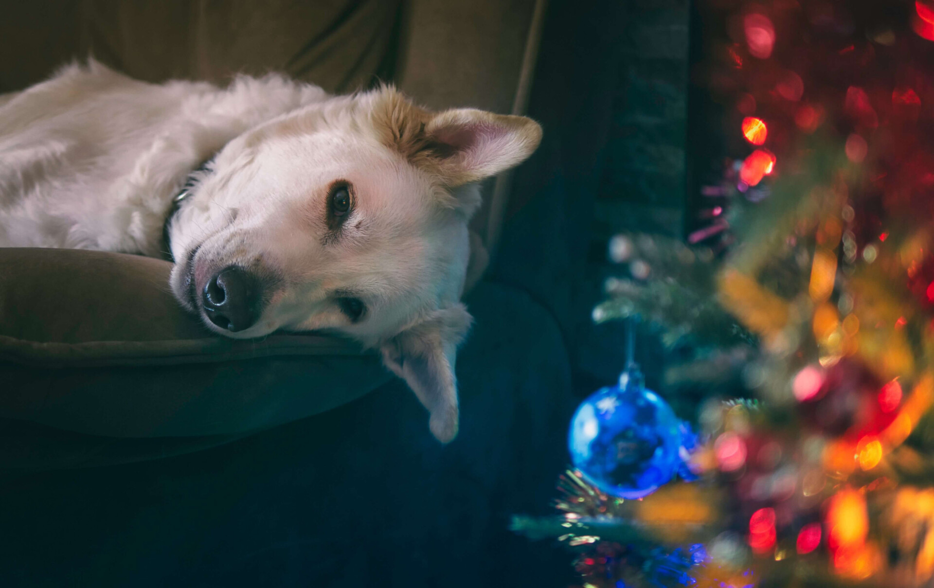 dicas para acalmar cachorros na virada do ano