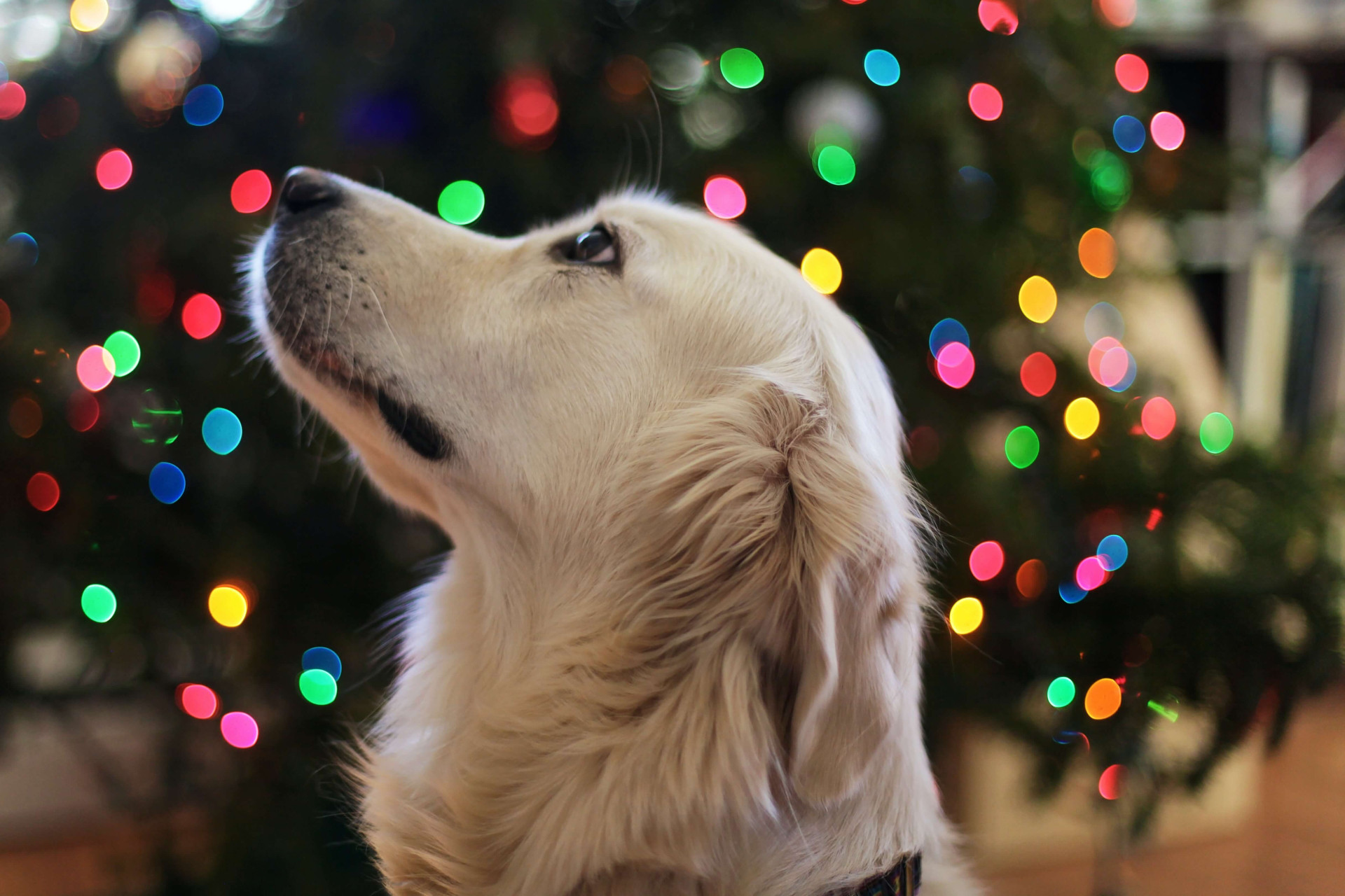 dicas para acalmar animais em casa no Natal