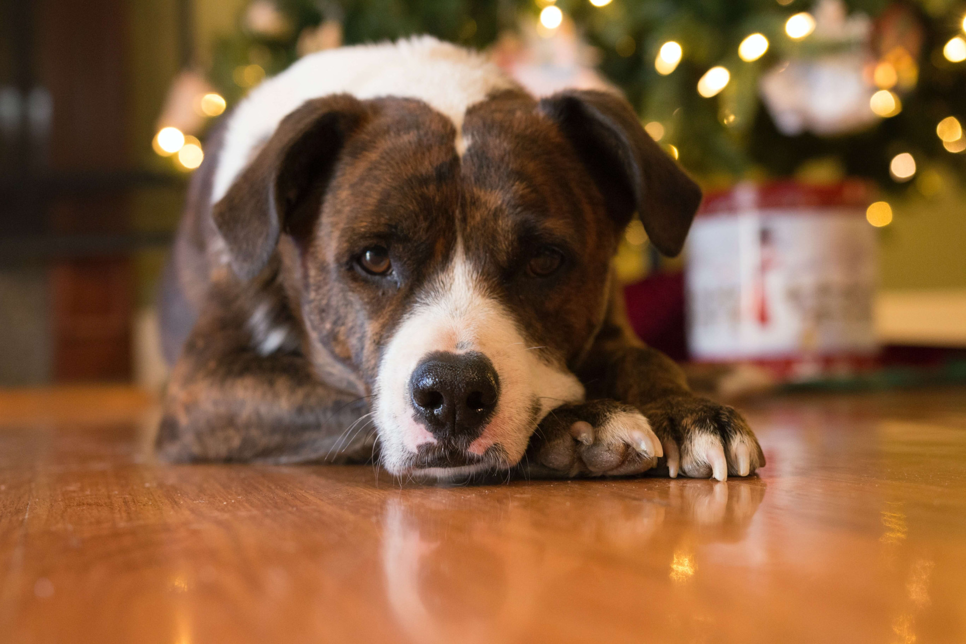 dicas para acalmar animais em casa no Natal