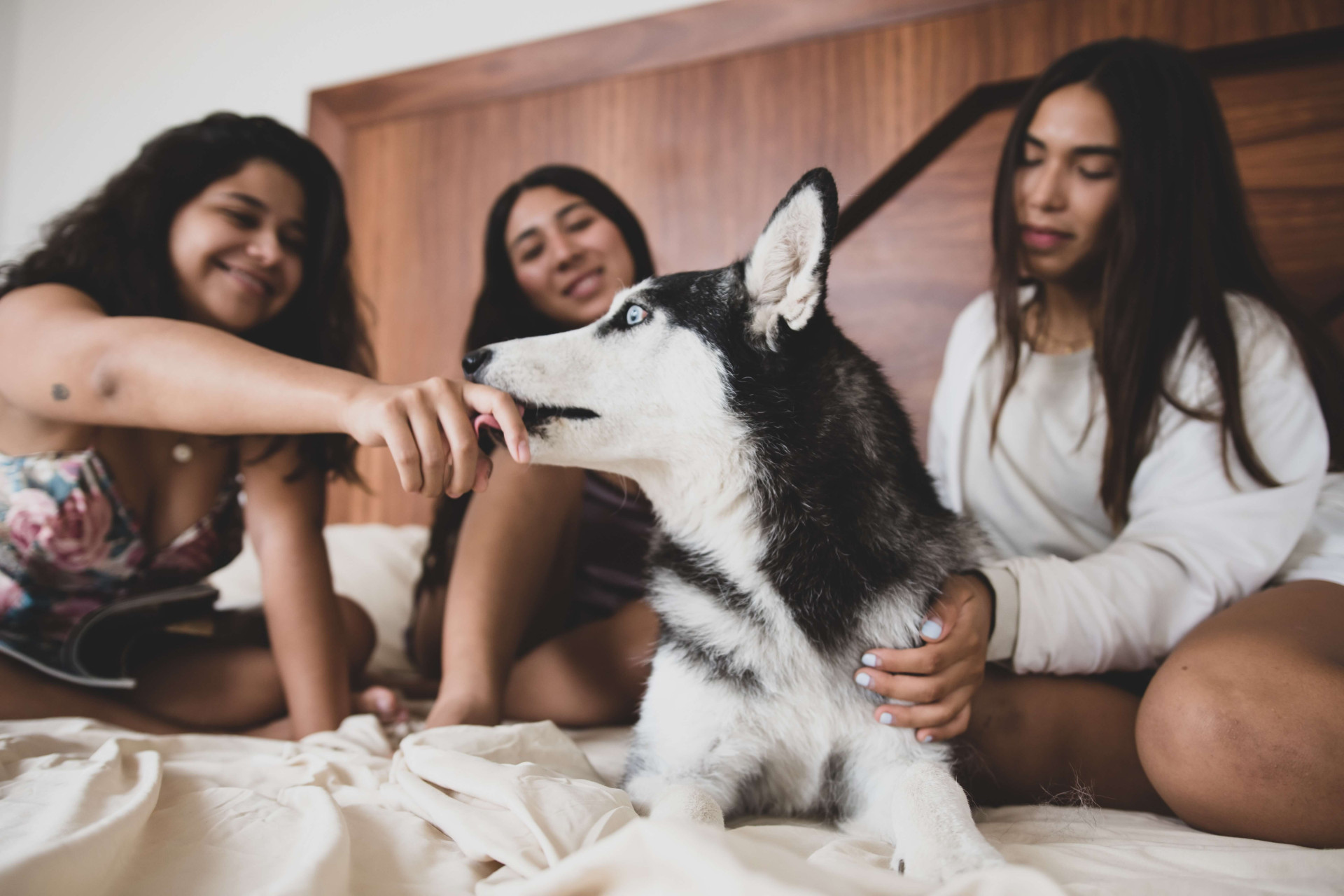 dicas para acalmar cachorros na virada do ano