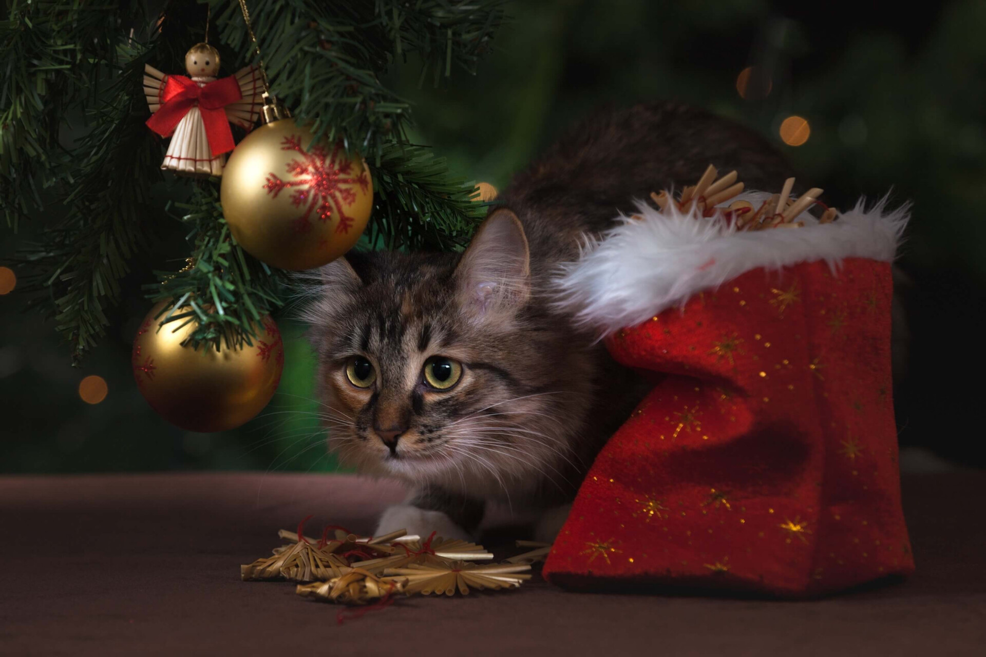 dicas para acalmar animais em casa no Natal