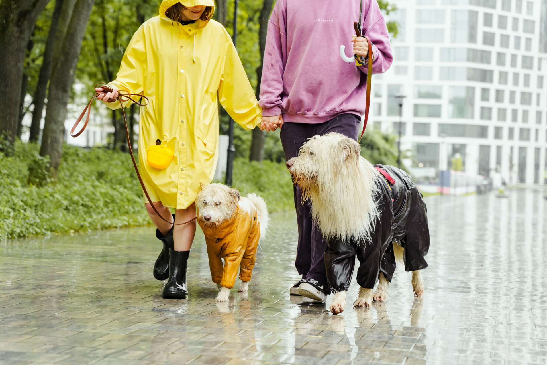 cuidados com pets na virada do ano