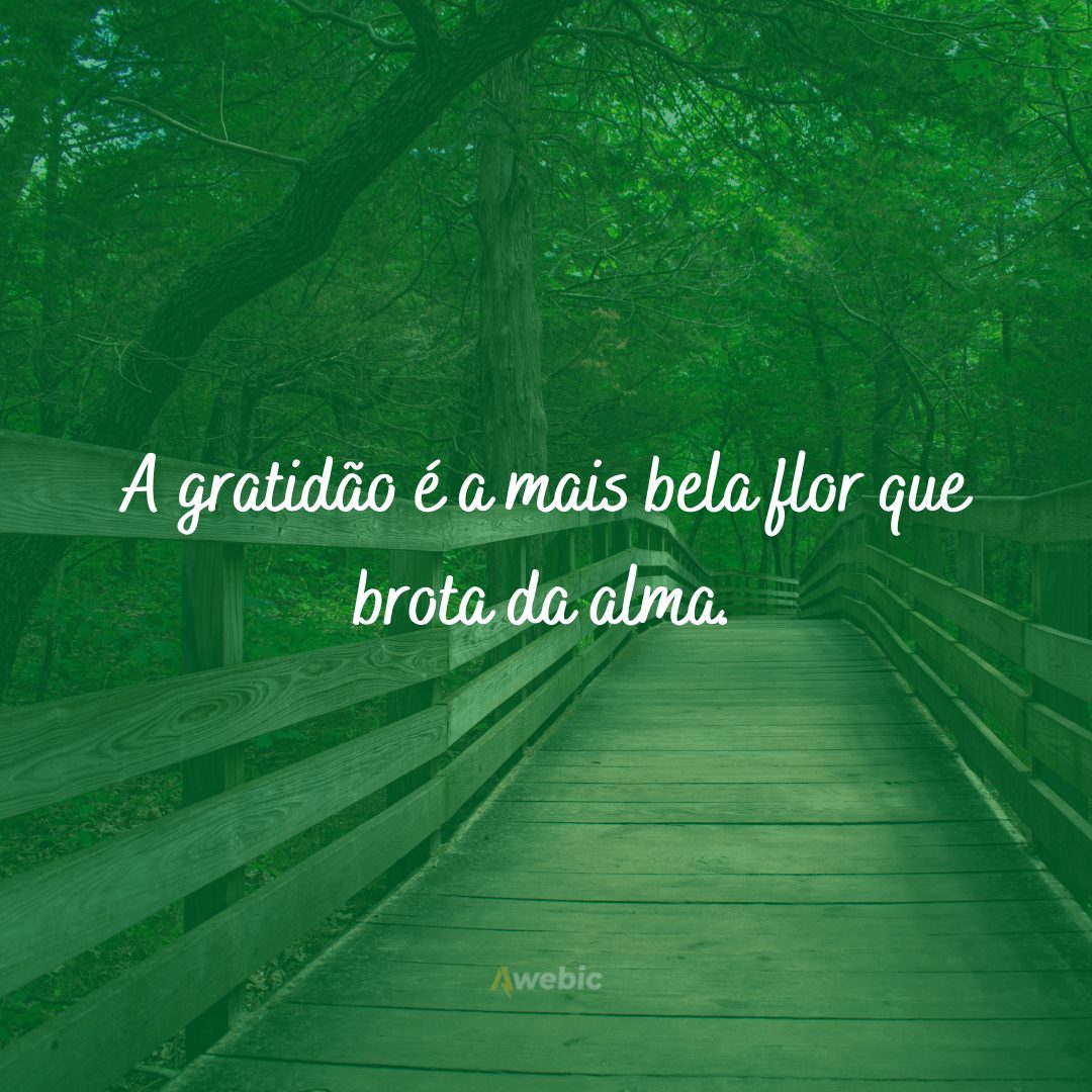 Frases de felicidade e gratidão