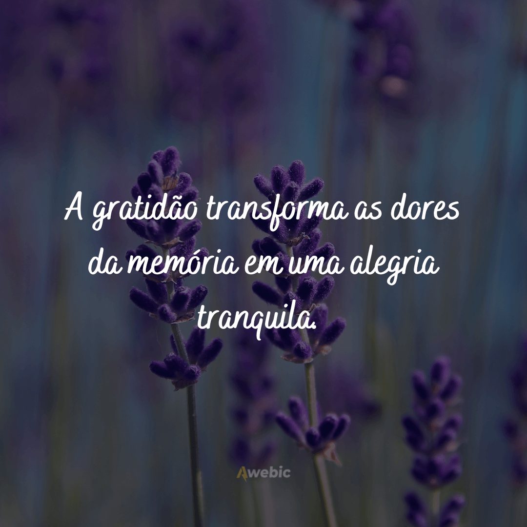 Frases de felicidade e gratidão