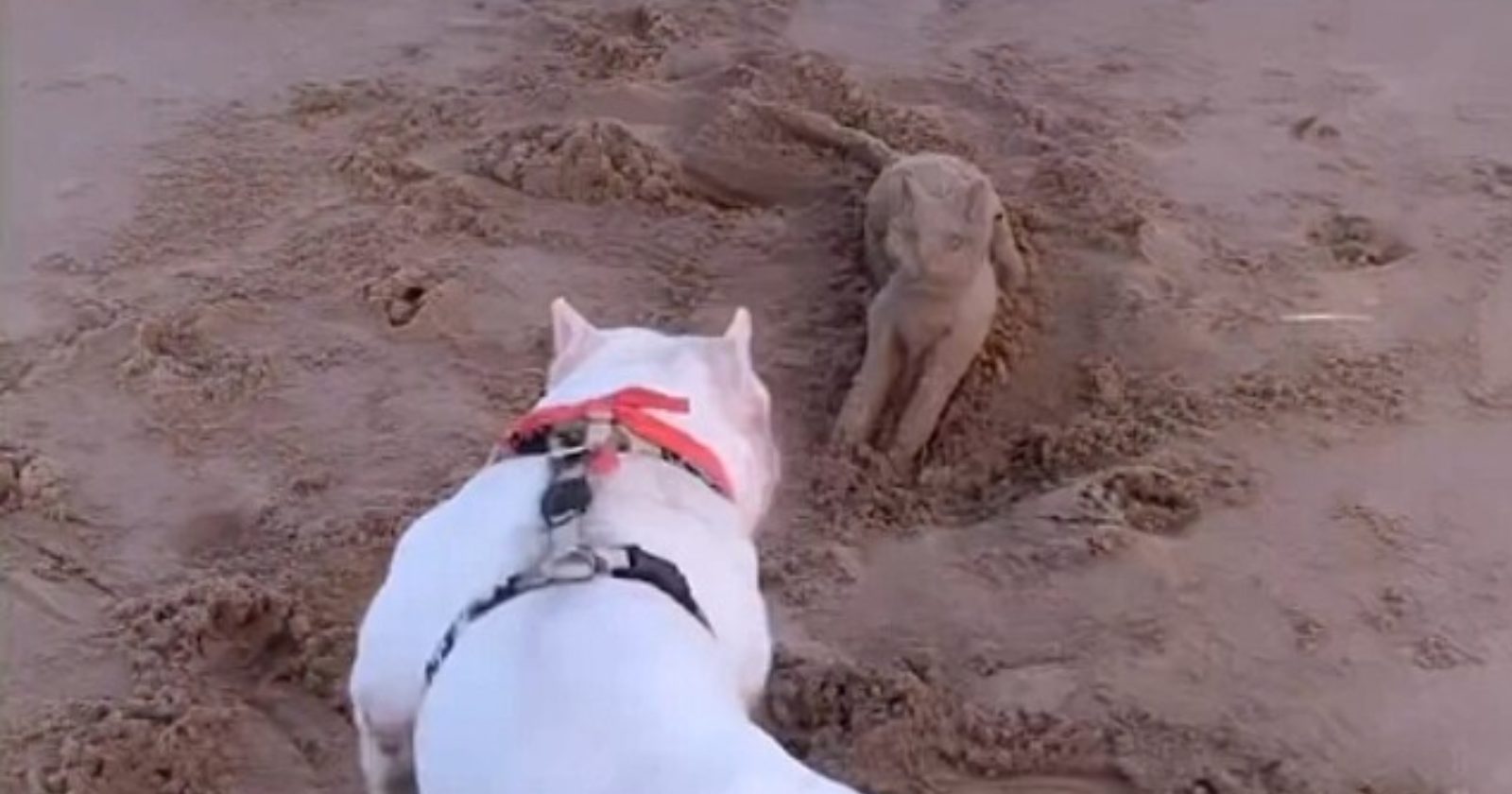 Cachorro faz amizade com estátua de gato na praia; dá pra acreditar?