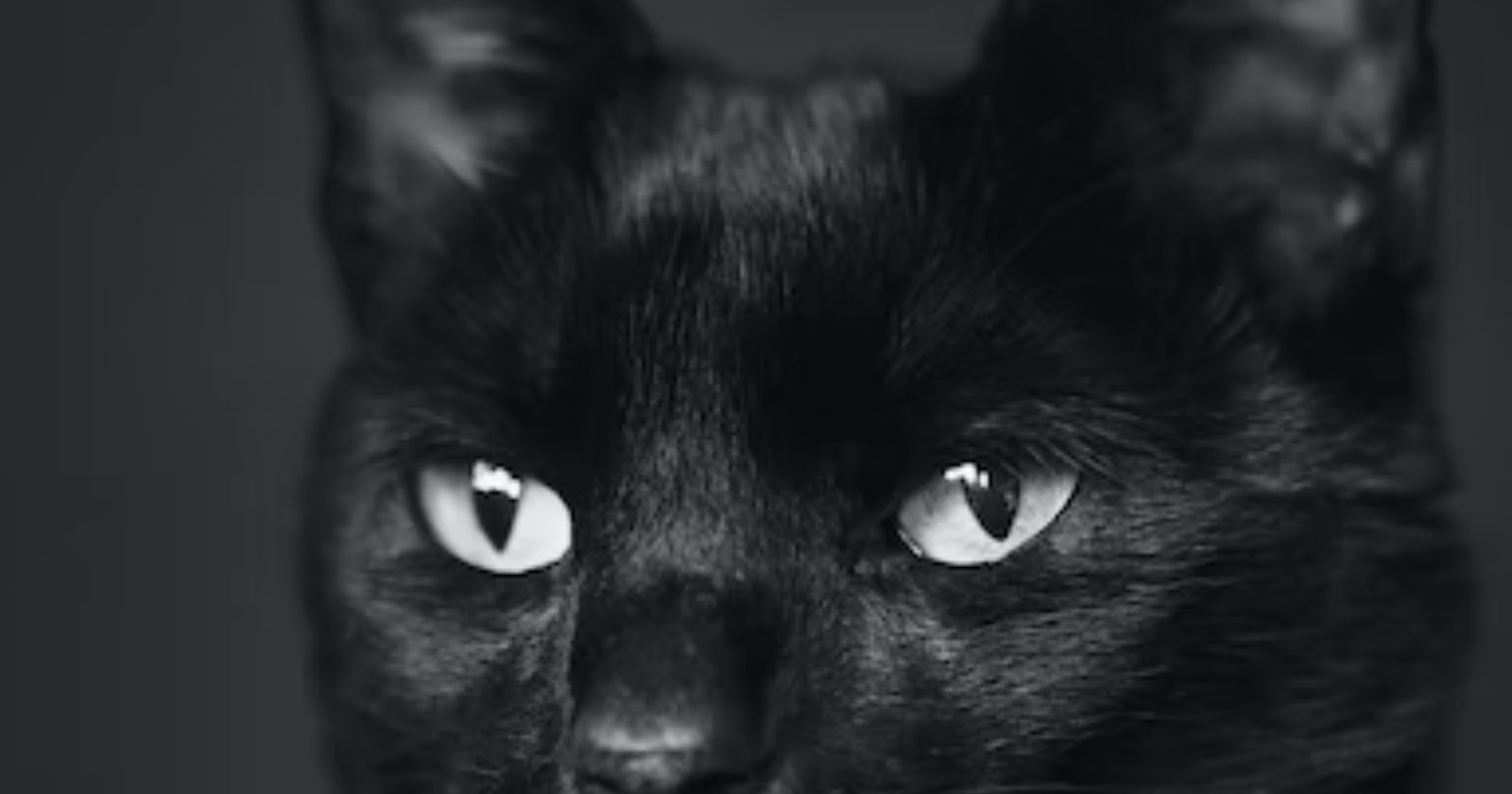 Black Cat Friday: empresa doa 1 ano de plano de saúde para quem adotar gato preto