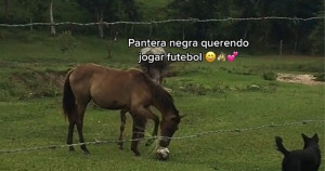 Cachorro ensina cavalo a jogar futebol e já pode ser contratado como técnico do Brasil