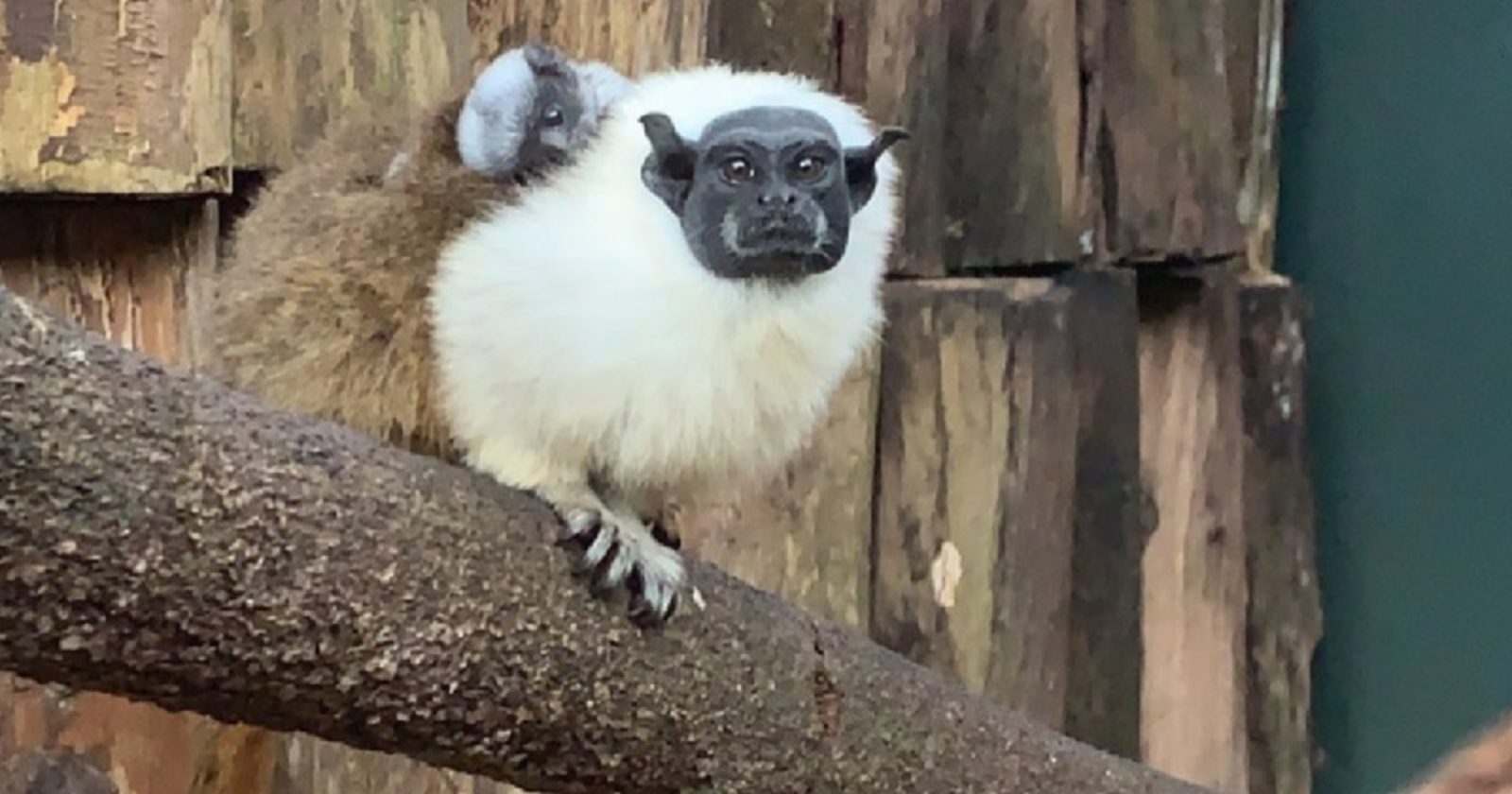 Bebês de primata ameaçado de extinção nascem e fazem a alegria de zoológico