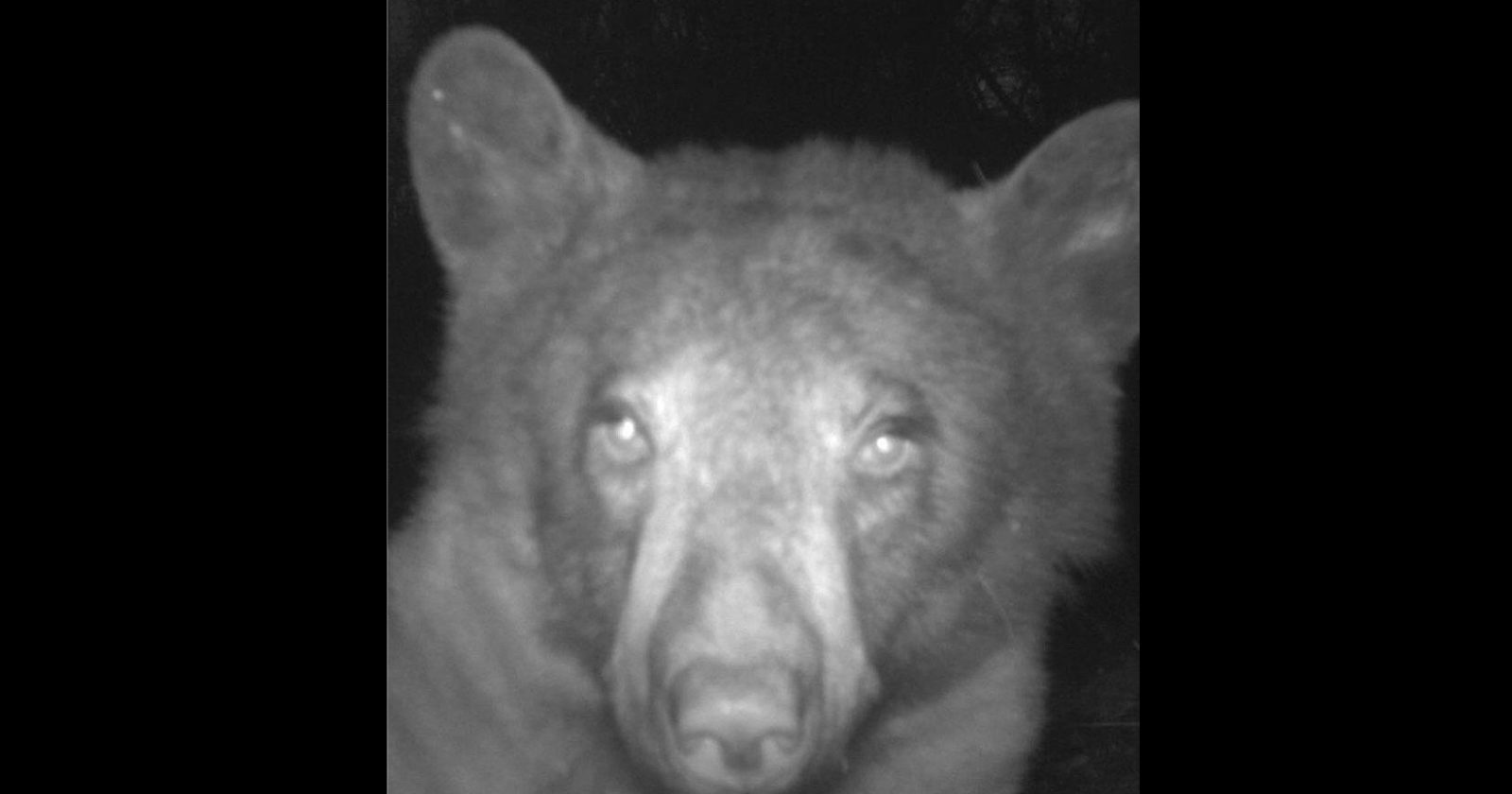 Urso blogueirinho encontra câmera e ‘tira’ 400 selfies nos EUA