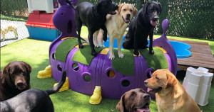 Creche para animais grava chegada de cachorrinhos e vídeo viraliza. Confira essa fofura!