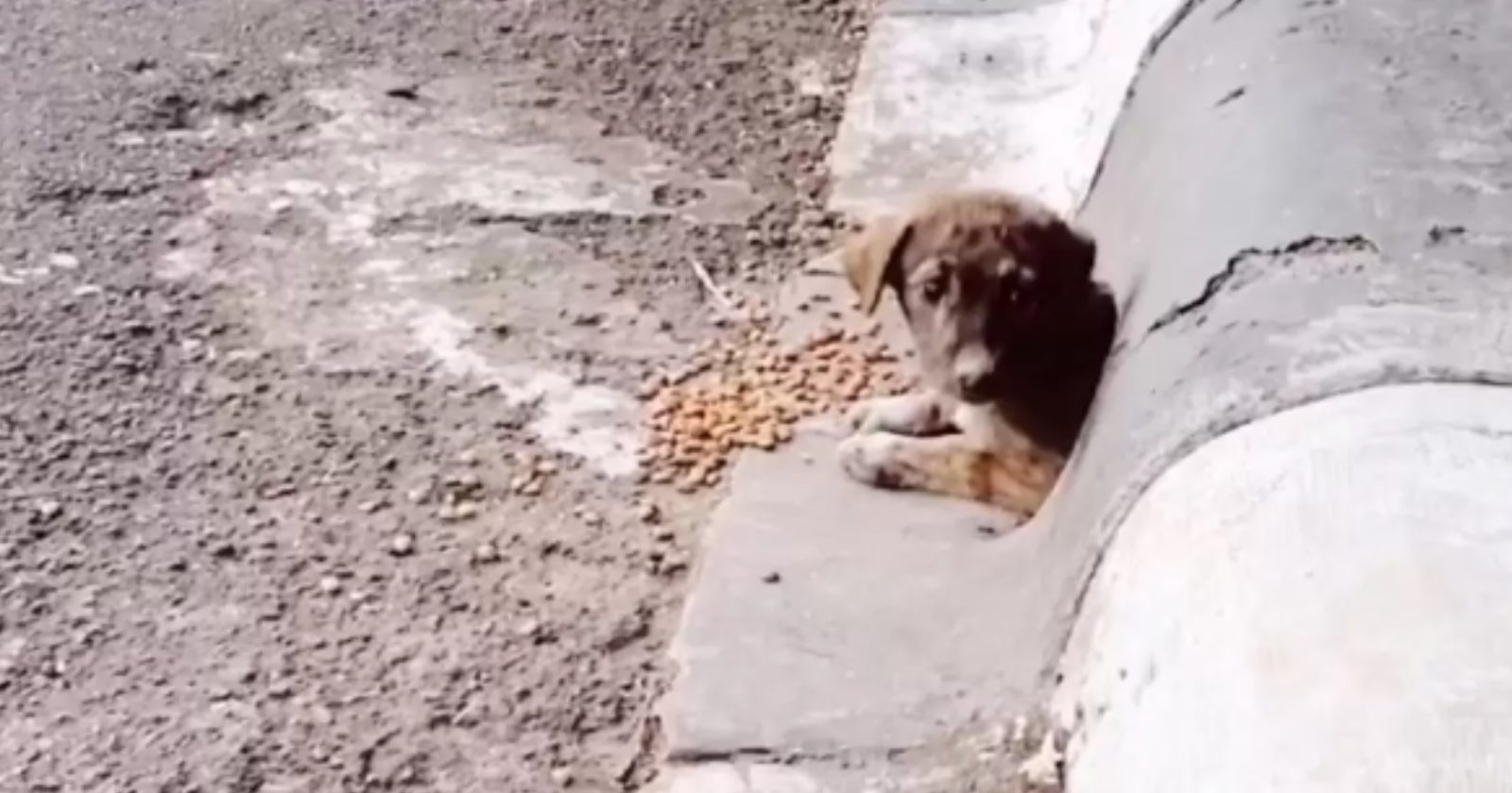 Homem indo para academia acha cachorrinha em cano de esgoto e lhe resgata. O final é emocionante!