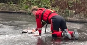 Patinho é resgatado por bombeiro em lago congelado e viraliza no TikTok. Confira o vídeo!