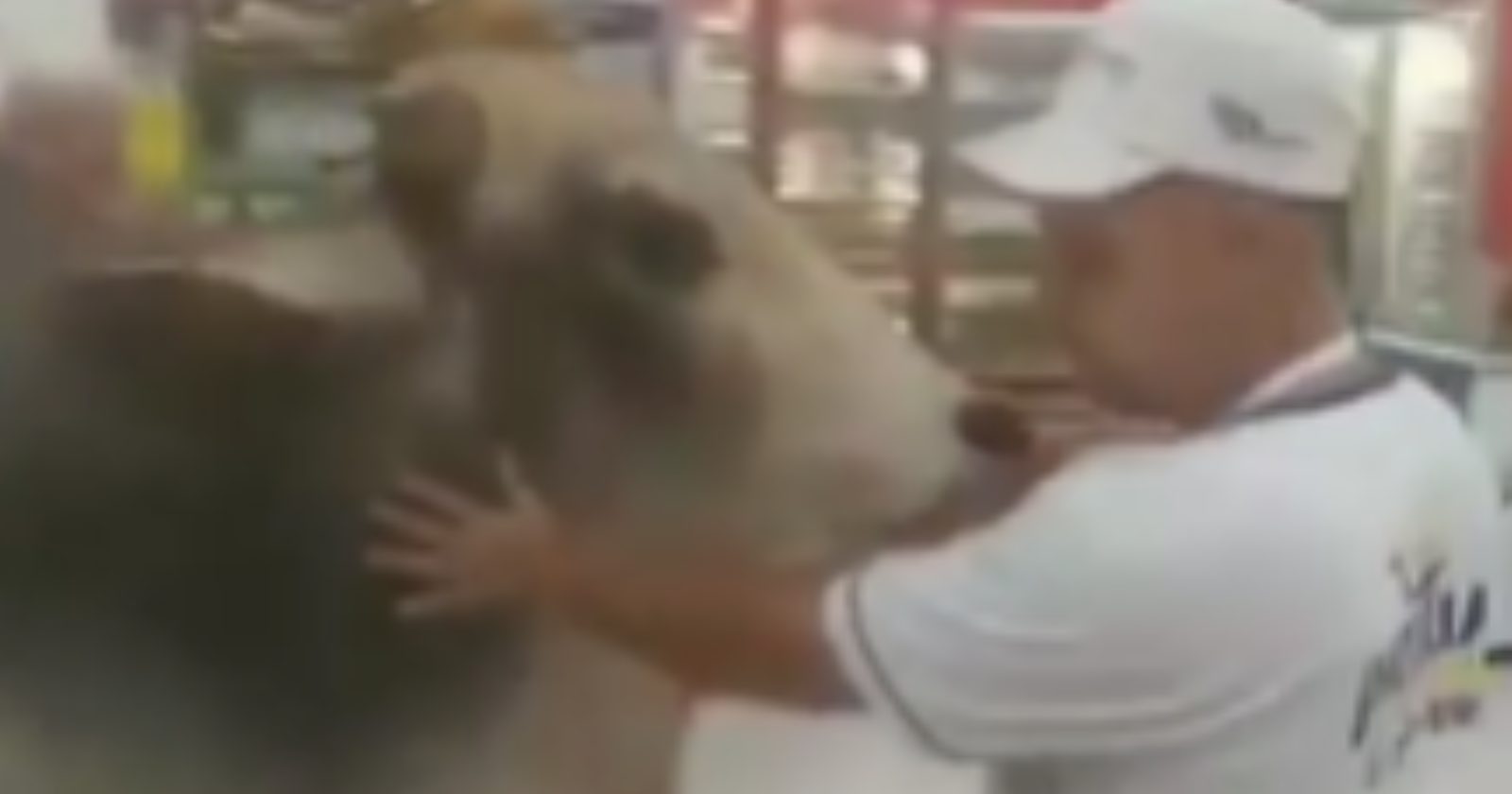 Um boi fugiu do sítio em que mora e foi flagrado em um mercado de Ibiporã. Confira o vídeo!