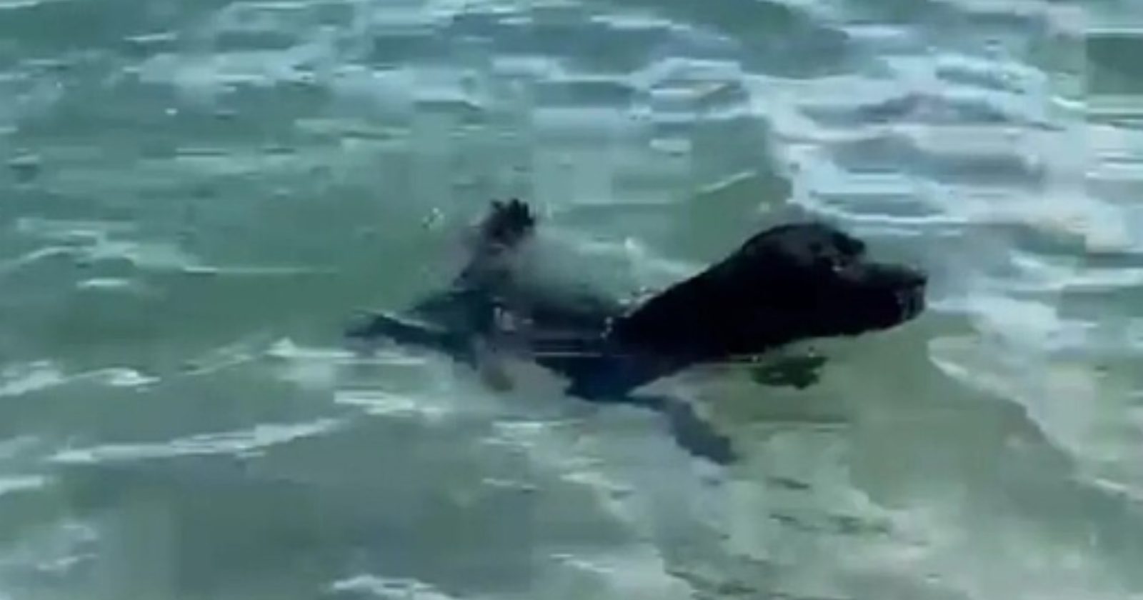 Mascote de corpo de bombeiros pula no mar para ajudar em resgate de homens se afogando