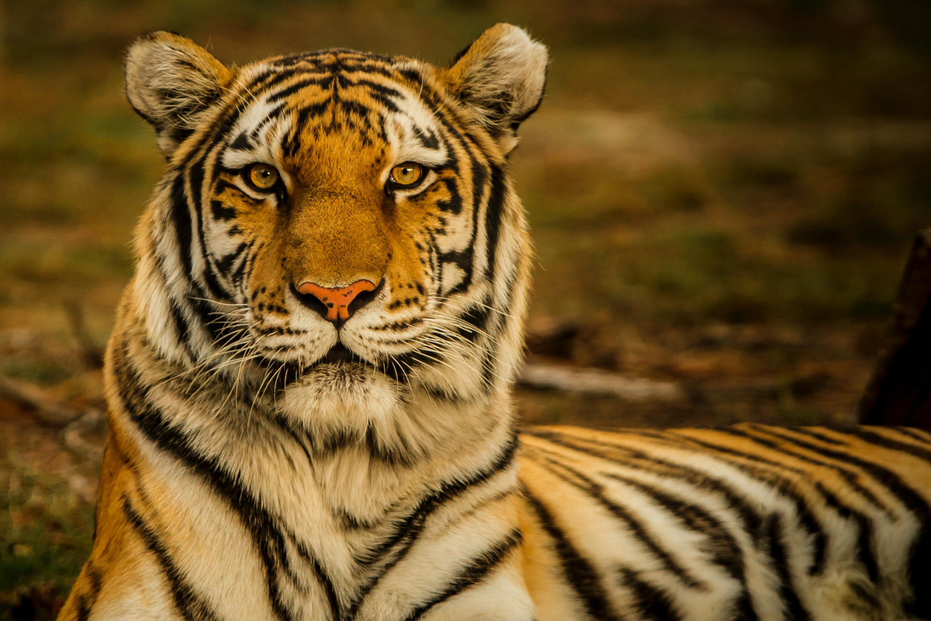 Olhos de caçador: Encontre o TIGRE em meio a floresta