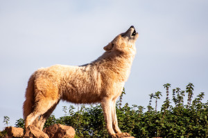 Desafio Visual: Há um rosto masculino aqui, mas só os mais espertos encontram