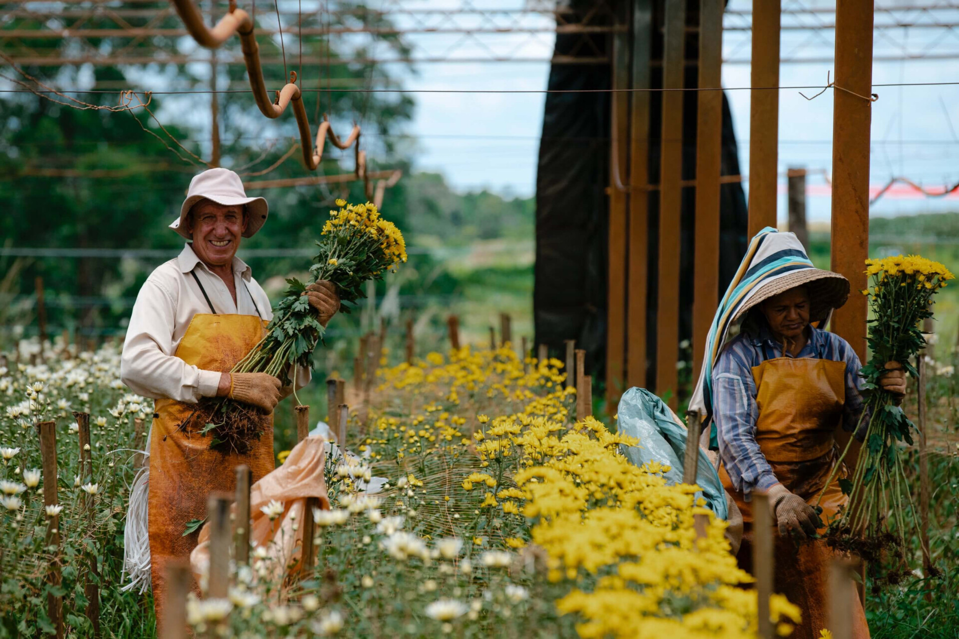 Holambra: a cidadezinha de SP que vai conquistar seu coração (Imagens: Unsplash e Pixabay)