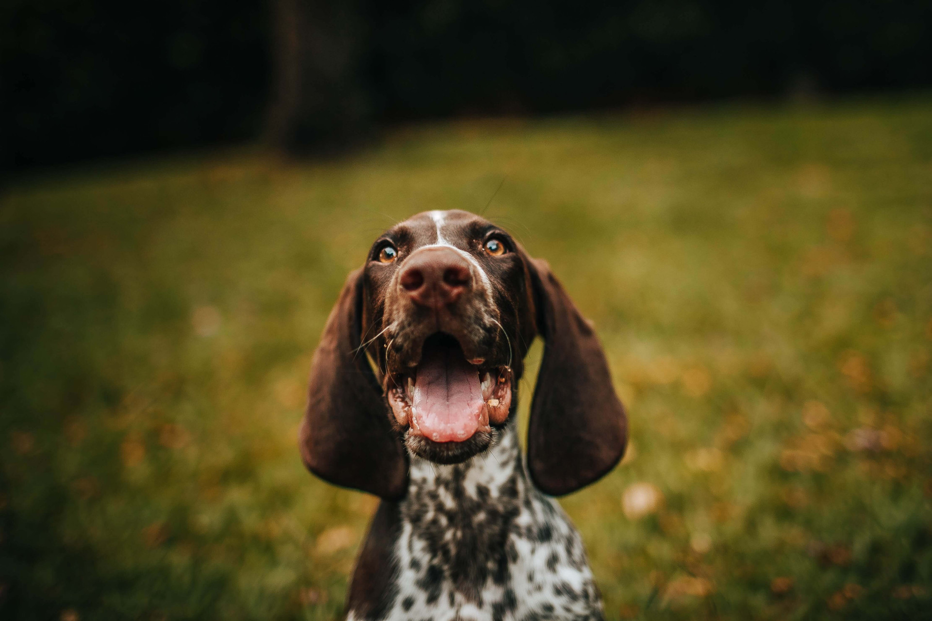 Nomes de cachorro masculino