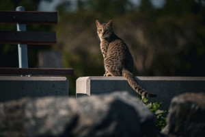 Quantos filhotes uma gata pode ter? E ao ano? Isso vai te fazer ter mais cuidado com eles