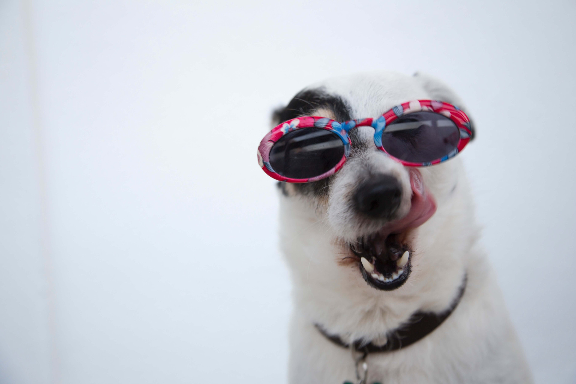 Nomes engraçados de cachorro de pobre