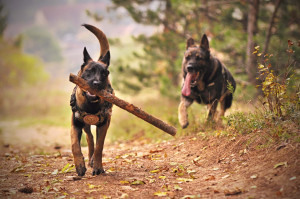 350 nomes de cachorro de pobre para fazer todo mundo chorar de rir