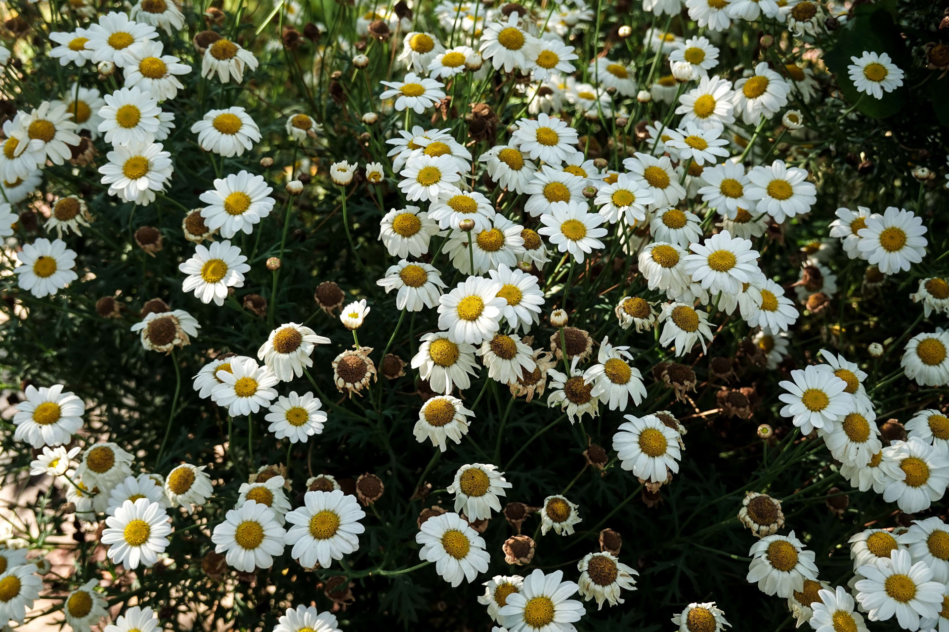 plantas medicinais