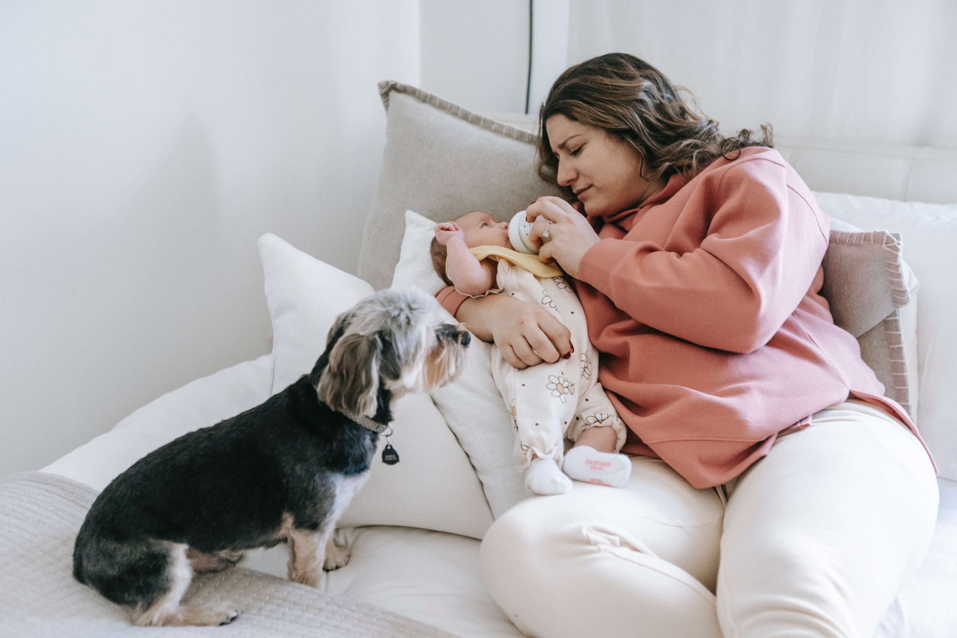 cachorros perto do bebê