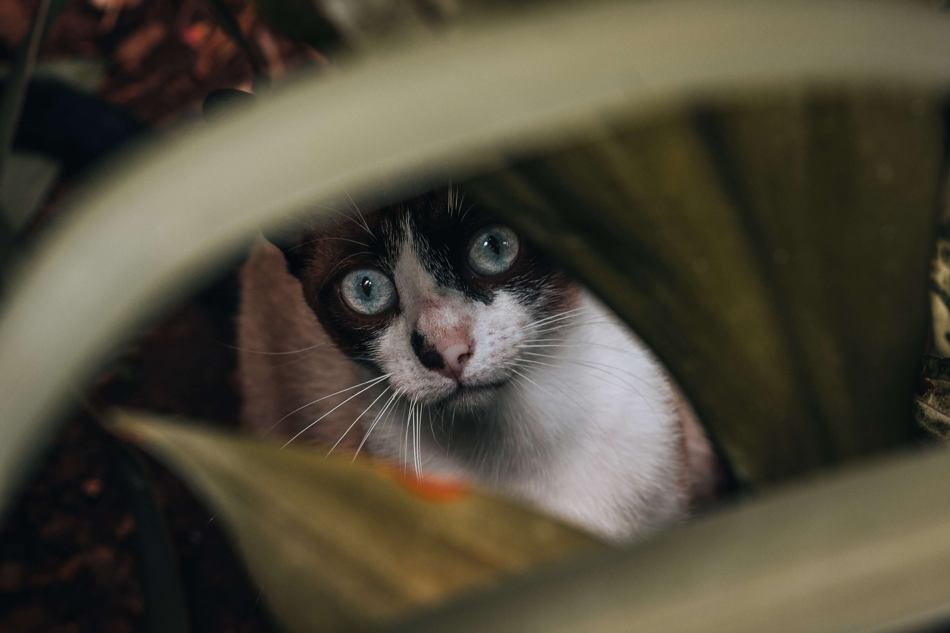 Quantos filhotes uma gata pode ter?