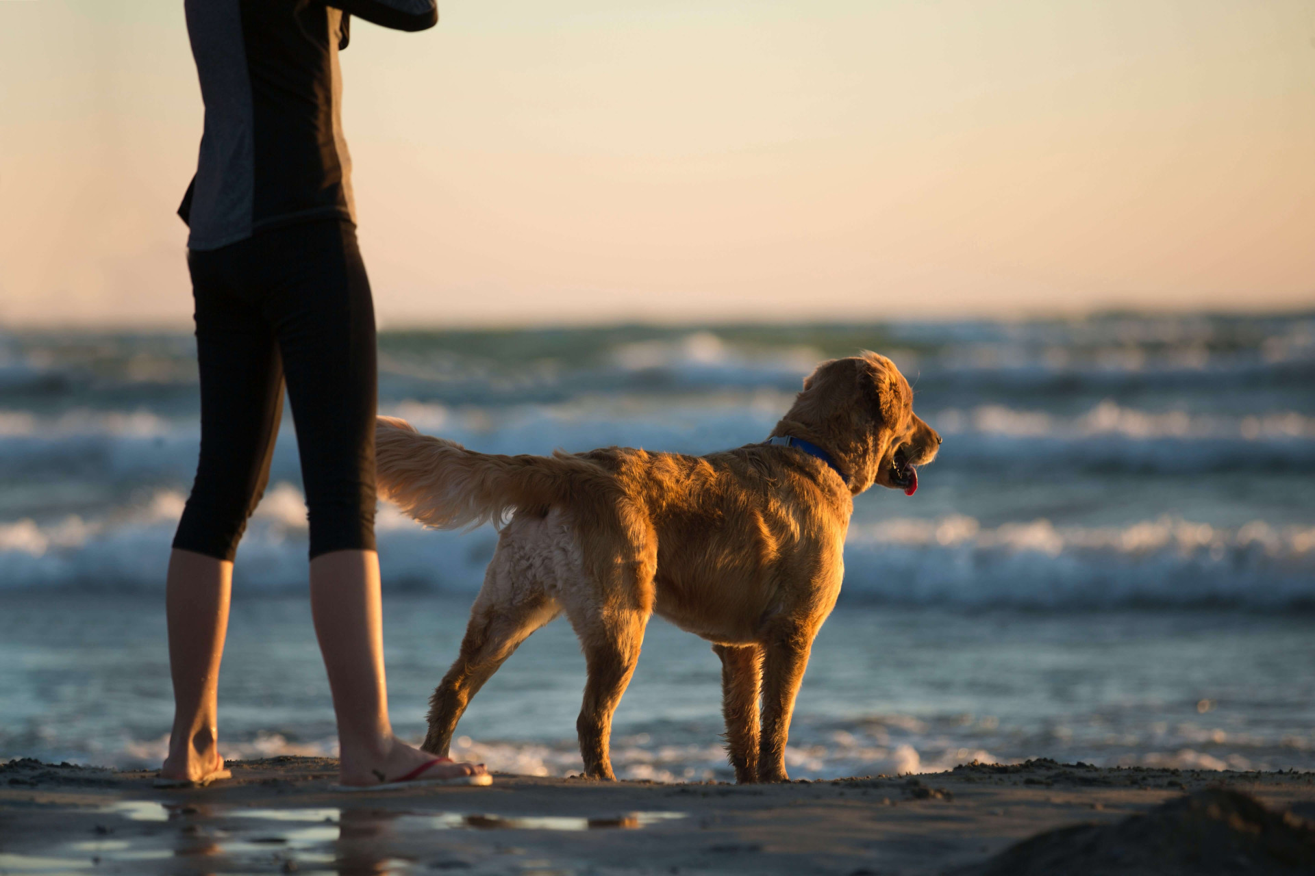 Nomes de cachorro masculino