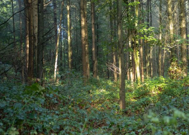 Olhos de caçador: Encontre o fotografo escondido na floresta (Imagens: Carter e Unsplash)