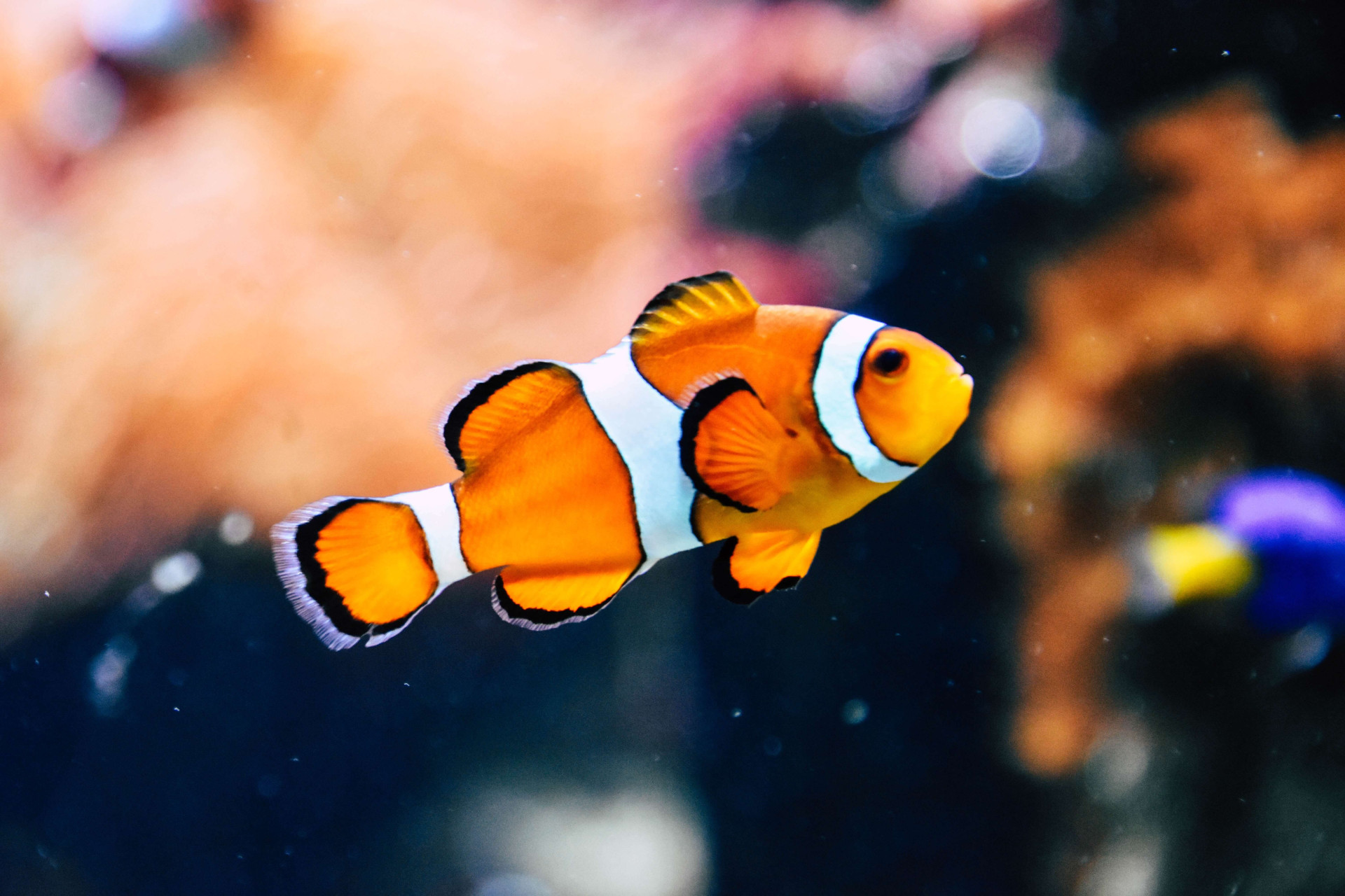 O que significa sonhar com peixe? Grandes ou pequenos, vai te surpreender (Imagens: Unsplash)