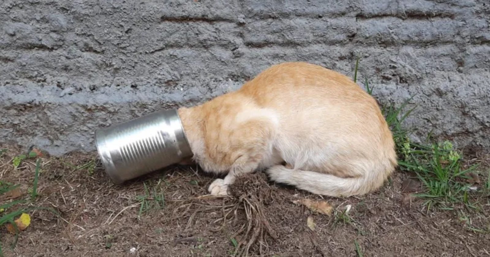 Gato fica com a cabeça presa em lata e é salvo por bombeiros