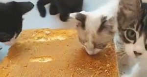 Gatos fazem a festa e atacam bolo em cima da mesa; vídeo viralizou no TikTok