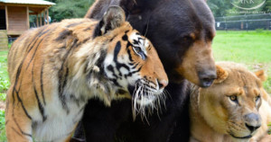 Animais selvagens se tornam amigos em santuário após resgate de maus tratos